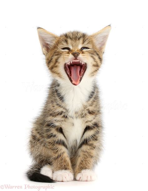Tabby Kitten Sitting And Yawning Photo Wp42149