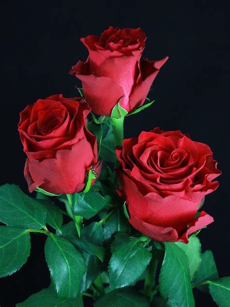 Rhodos Premium Roses Eagle Link Flowers