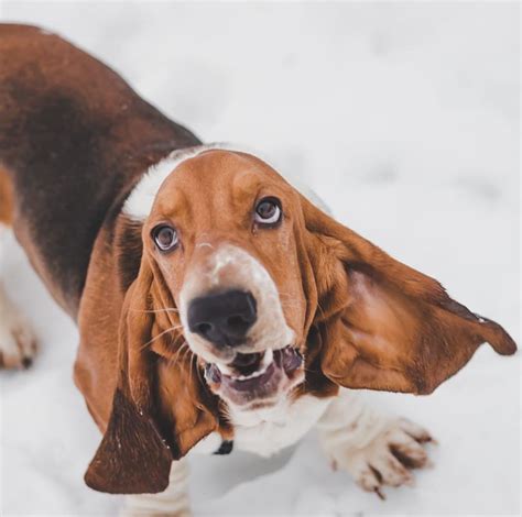 15 Reasons Basset Hounds Are Not The Friendly Doggies Everyone Says
