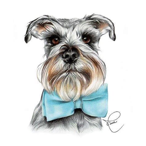 Dibujos De Schnauzer