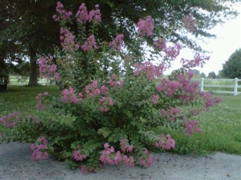 Identify Flowering Bush Flowers Forums