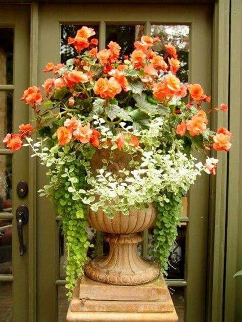 Tangerine Begonia Variegated Ivy And Creeping Jenny Container