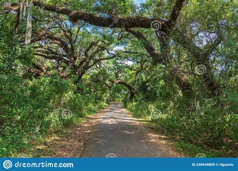 Paved Pathway Through Southern Live Oak Trees Quercus Virginiana At