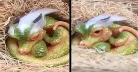 Video Of Cute ‘baby Dragon In Thailand Surfaces Online Kamicomph