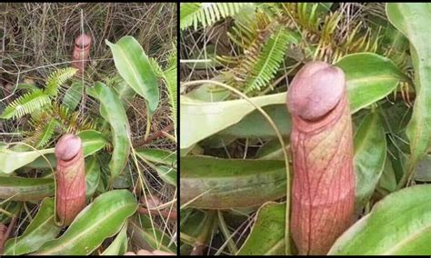 Internet Discovers That A Phallic Looking Penis Flytrap Exists In