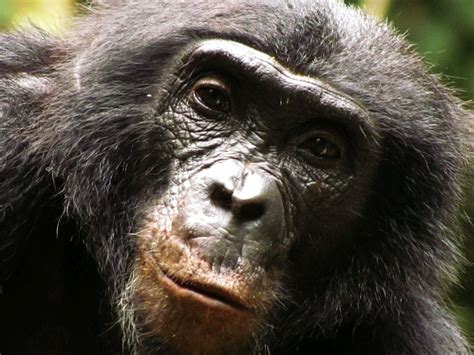 Scientists Capture Diverse Reactions Of Wild Apes To Camera Traps Bt