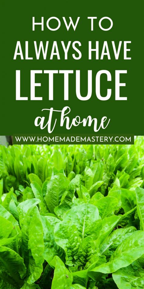 Growing Lettuce Why And How To Grow Lettuce Homemade Mastery