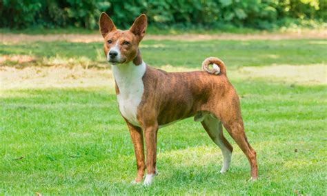 Bajenji Such Good Dogs Breed Of The Month Basenji They Have Large