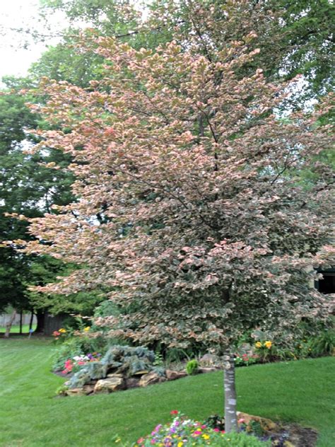 Plant Of The Week Tricolor Beech Eagleson Landscape Co