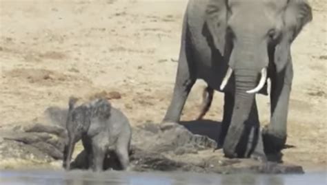 Watch A Baby Elephant Playing In The Water Is The Cutest