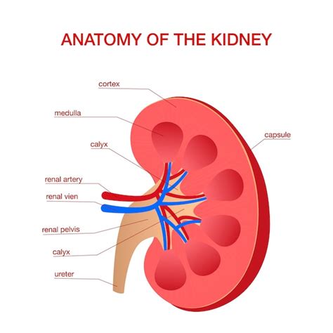medizinisches diagramm der menschlichen niere mit einem querschnitt des inneren organs premium