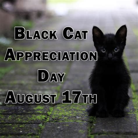 Why You Should Celebrate Black Cat Appreciation Day On August 17th