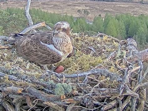 First Osprey Chick Hatches At Wildlife Reserve As Fans Watch On Livestream Express And Star