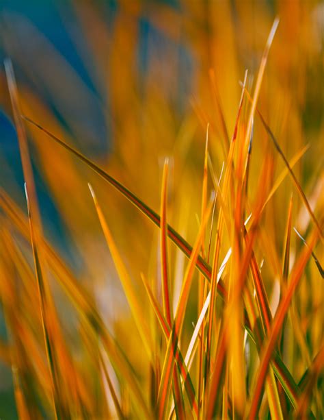 12 Great Drought Tolerant Plants Sunset Magazine