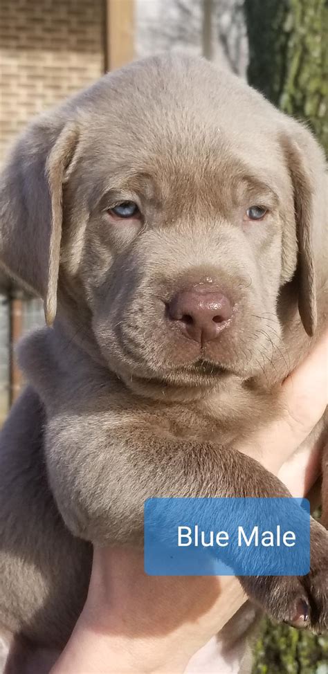 It is a solid, muscular dog, slightly longer it may be reserved with strangers unless very well socialized as puppies. SILVER ENGLISH LAB PUPPIES