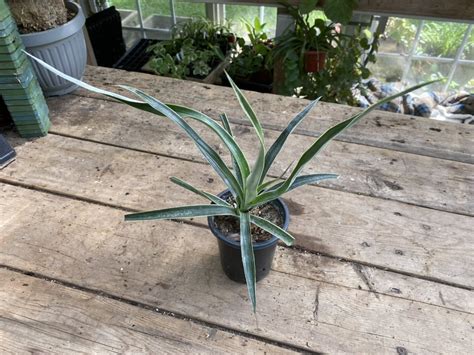 Buy Online Variegated Pineapple Plant Plantly