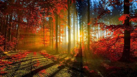 A Burst Of Autumn Sunshine Beautiful Nature Scenery Autumn Forest