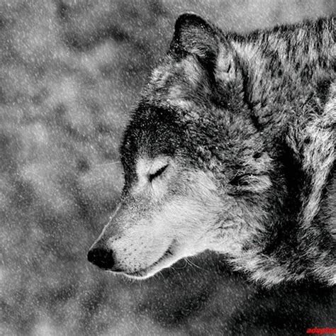 10 Most Popular Black And White Wolves Wallpaper Full Hd 1920×1080 For