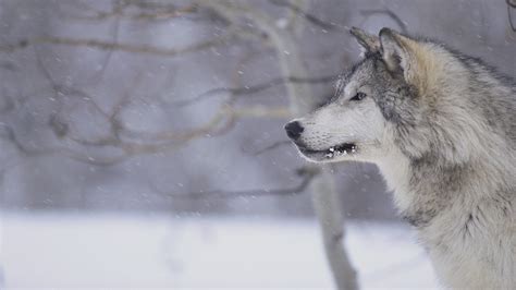 Image Gray Wolf In Snow Tweet Hd Wallpapers Animals Photo Gray Wolf
