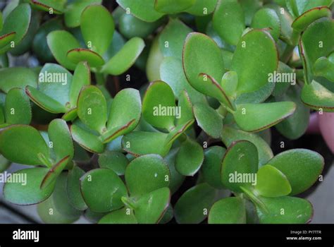 Chinese Lucky Money Plant Up Close Stock Photo Alamy