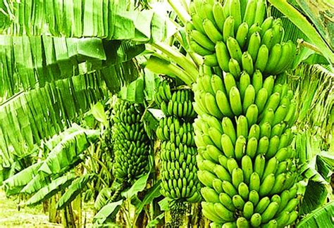 Farmers Reap Sound Profit From Banana Farming The Asian Age Online Bangladesh