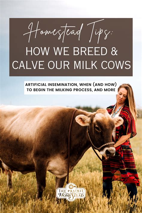 115 How We Breed And Calve Our Milk Cows • The Prairie Homestead