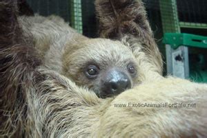 Sloths For Sale