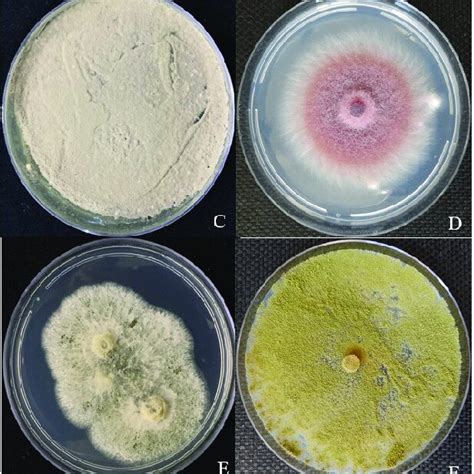 Entomopathogenic Fungi Of The Genera Aspergillus A Beauveria B