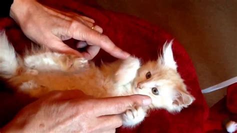 Leo Maine Coon Kitten Loves His Tummy Tickles Youtube