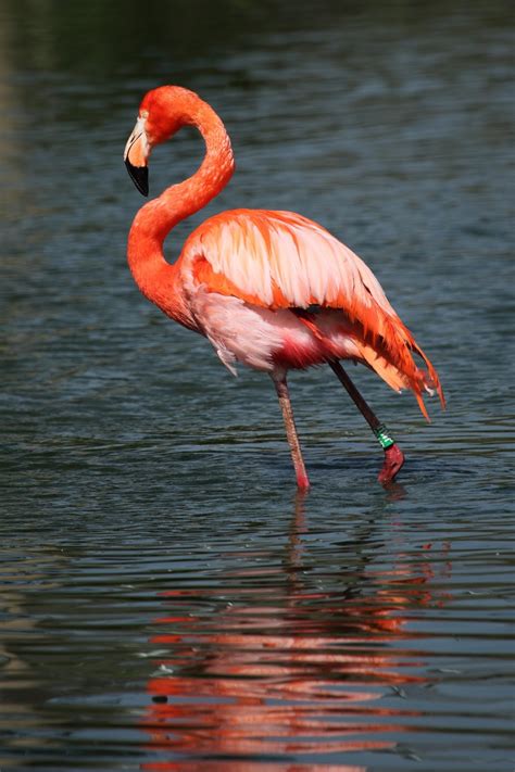 Picture Of A Beautiful Flamingo About Wild Animals