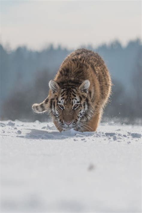 Tigre Siberiano En El Panthera El Tigris De La Nieve Imagen De Archivo