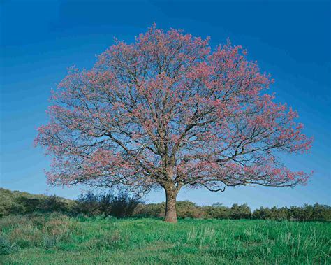 Major Common Oak Species Of North America