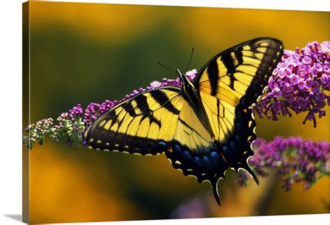 Male Tiger Swallowtail Butterfly On Blooming Purple Flower Wall Art