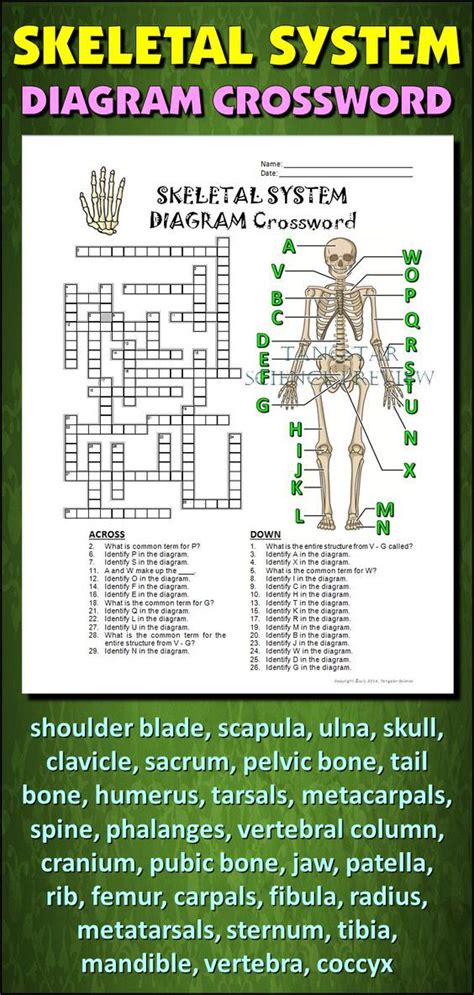 Bone Anatomy Crossword When You Are Taking Anatomy And Physiology You