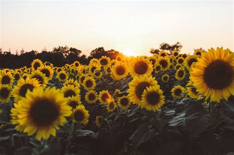 Free Download Aesthetic Sunflower Wallpapers Hd