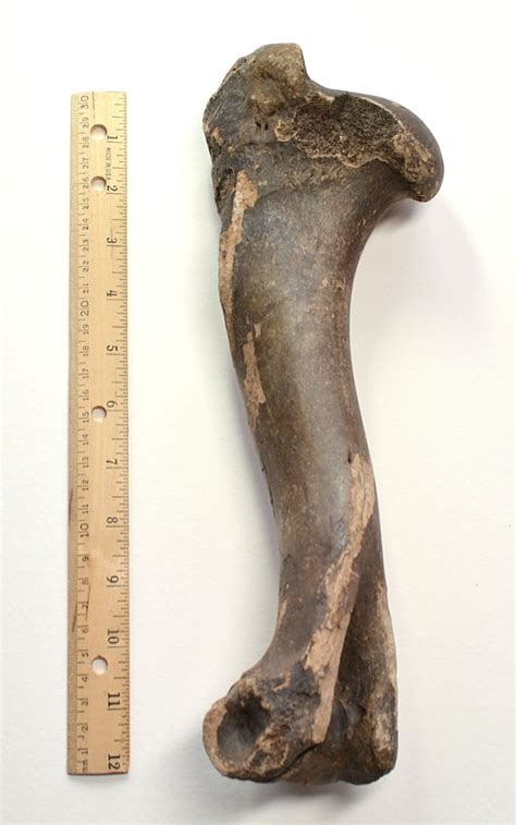 Items Similar To Fossil Elk Bone Deer Animal Ancient Humerus Leg