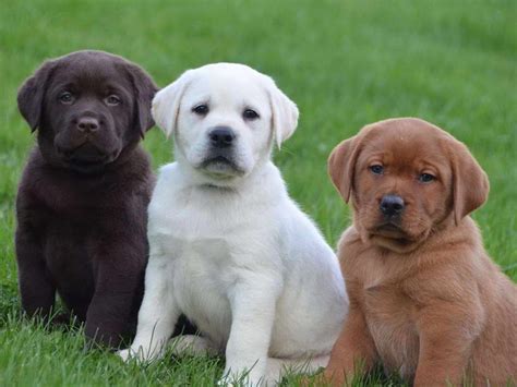 Labrador retrievers are the most popular breed in the united states and the united kingdom. English Labrador Puppies For Sale | PETSIDI