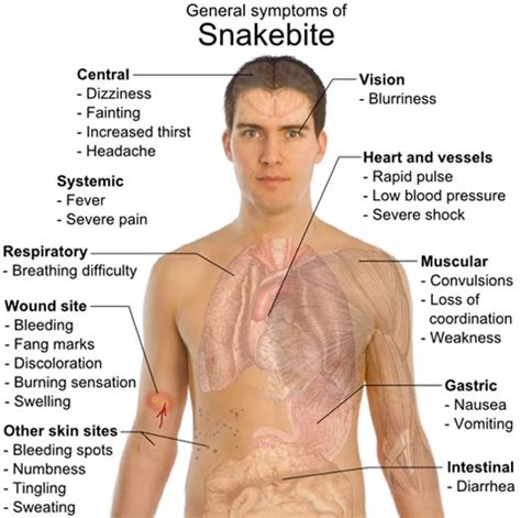 Snake Venom Animal Pictures And Facts
