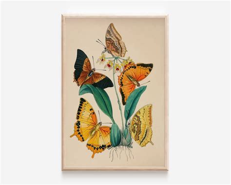 Vintage Butterfly Art Print Hand Drawn Insect Poster Butterfly Wings