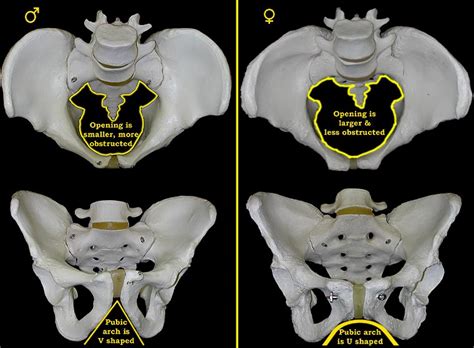 This causes the sides of the. The Differences Between the Male and Female Pelvis ...