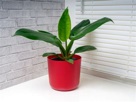 Philodendron Imperial Green Care Successful Plant Growing Guide
