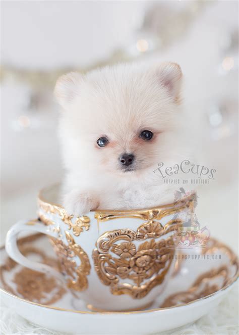 White Pomeranian Puppy For Sale Teacups Puppies Boutique