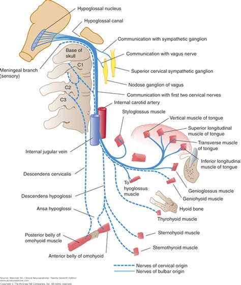Cranial Nerves And Pathways Neupsy Key