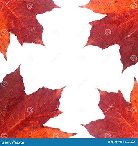 Red Maple Leaf Frame Stock Photo Image Of Colorful 125701790