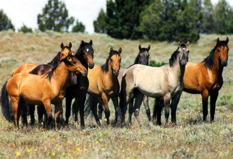 Group of Wild Horses