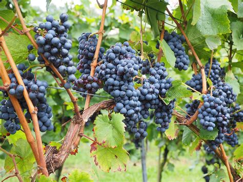 The Vine And The Branches Sapphire Sky