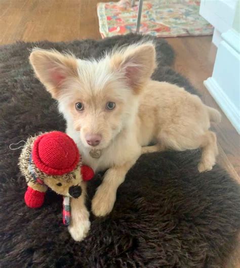 These types of poodle mixes are often called mixed breed, designer, or hybrid dogs. Zeus the Pomeranian, Toy Poodle Mix ~ DogPerDay ~ Cute puppy pictures, dog photos, cute videos ...