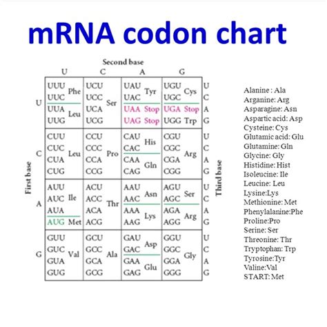 Using The Mrna Codon Chart
