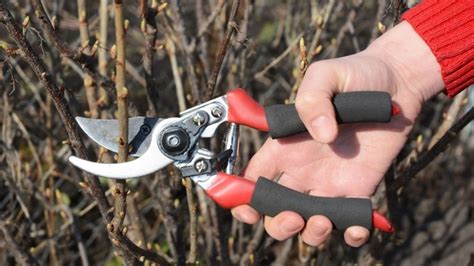 6 Best Hand Pruners Nov 2023 Review And Buying Guide