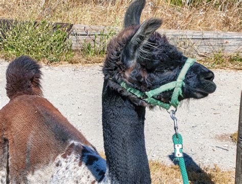 Llama Free Stock Photo Public Domain Pictures